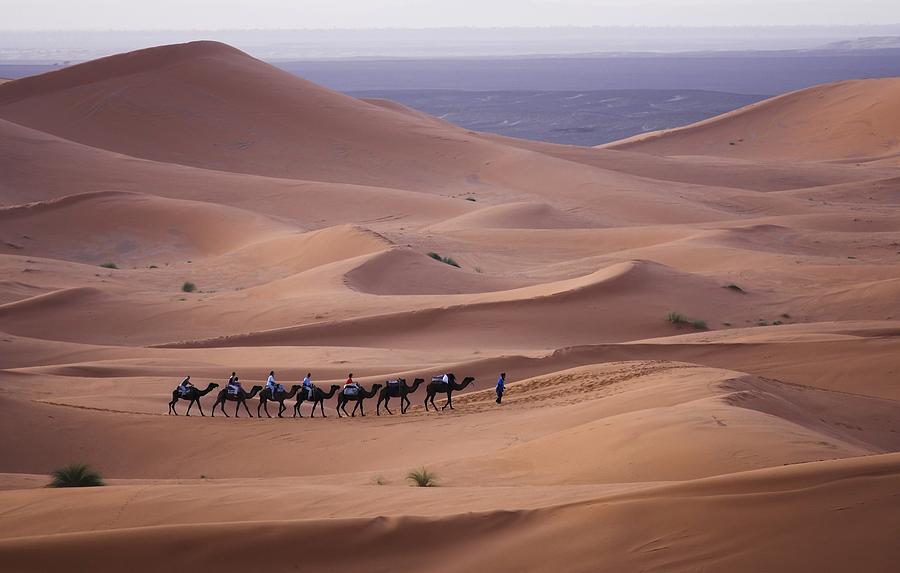 Camel train moving across the Sahara Desert Photograph by Gp232