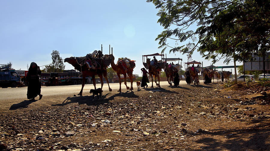 Camel Photograph - Camel train on Tarmac at twilight by Kantilal Patel
