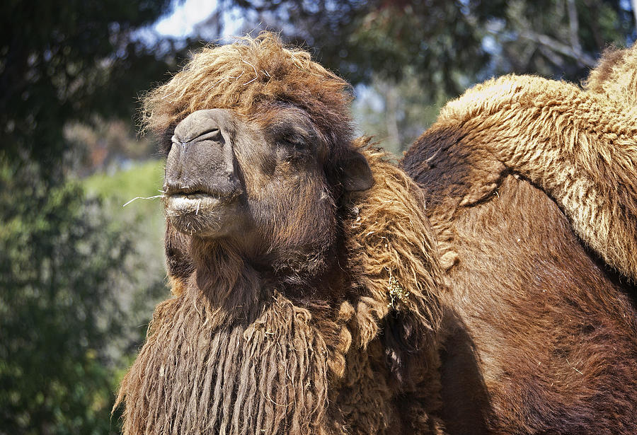 Camel With An Attitude Photograph