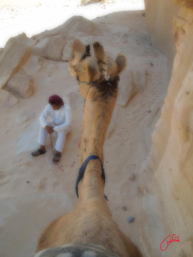 Camel with Beduin Rest Desert Sinai Egypt Photograph by Colette V Hera Guggenheim