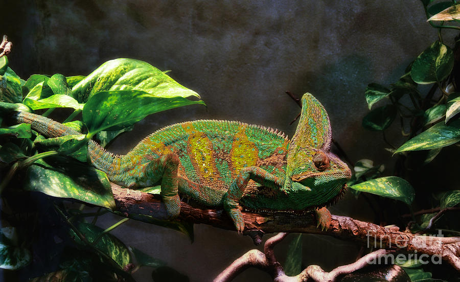 Cameleon  Photograph by Elaine Manley