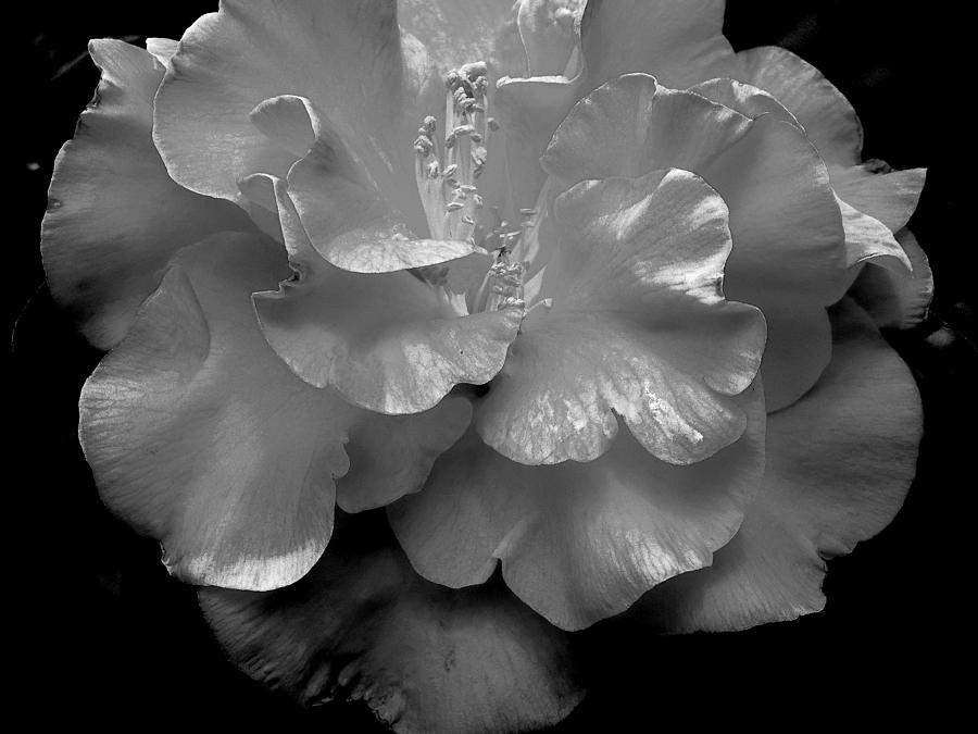 Camelia Photograph by Charlotte Schafer