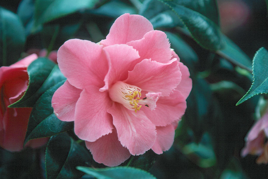 Camellia 1 Photograph by Andy Shomock