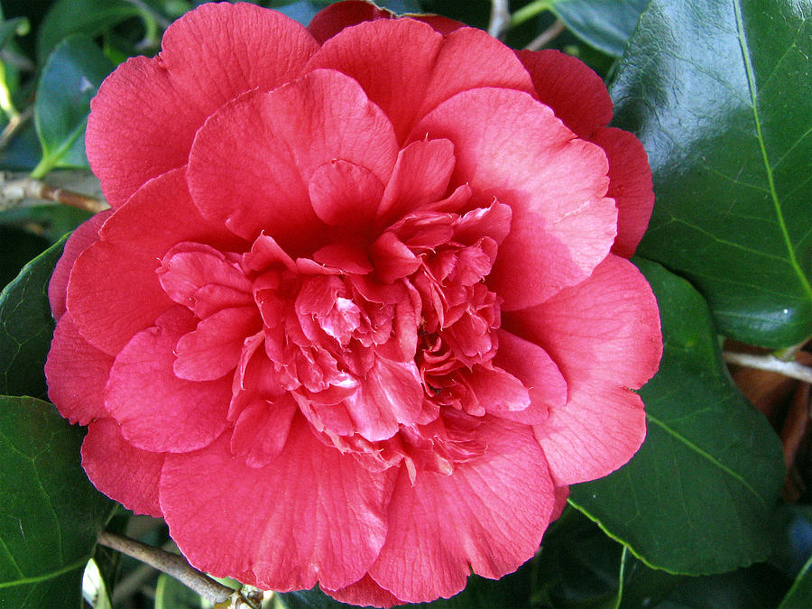 Camellia 1 Photograph by Helene U Taylor