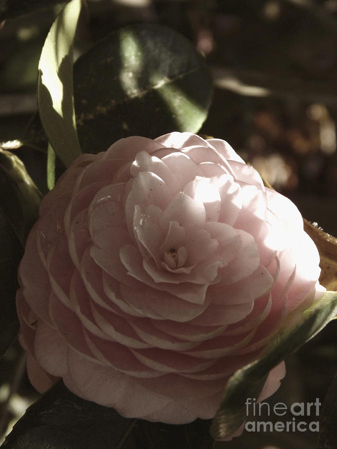 Camellia 2 Photograph by Andrea Anderegg