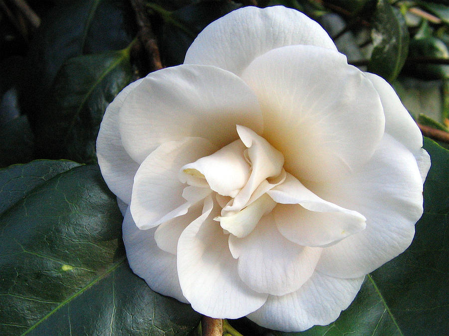 Camellia 2 Photograph by Helene U Taylor