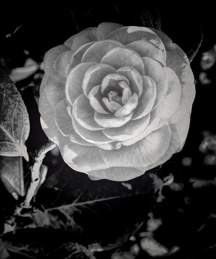 Still Life Photograph - Camellia 6 BW HDR Art by Lesa Fine