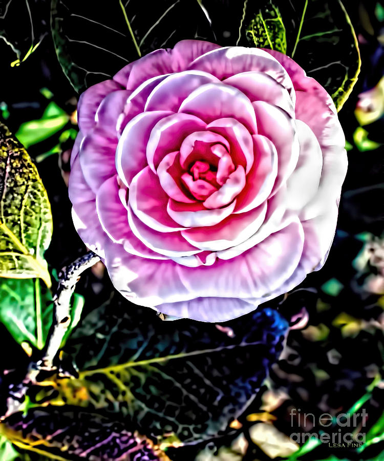 Camellia Alabama State Flower Photograph by Lesa Fine