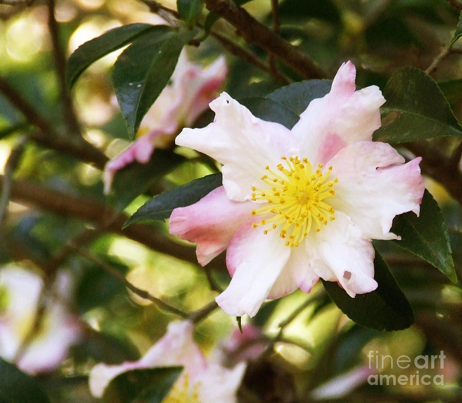 Camellia Photograph by Andrea Anderegg