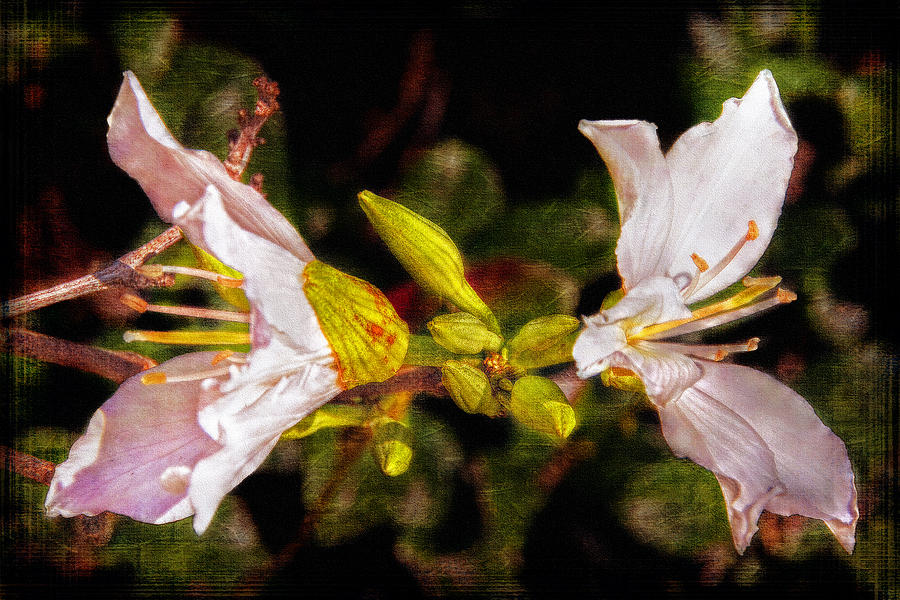 Camellia Blossom Photograph by Hanny Heim