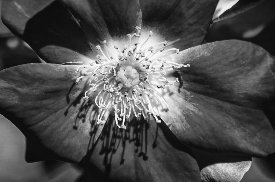 Flower Photograph - Camellia BW by Carolyn Marshall