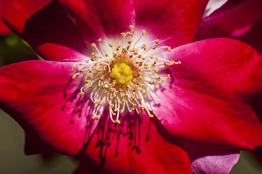 Camellia Photograph by Carolyn Marshall