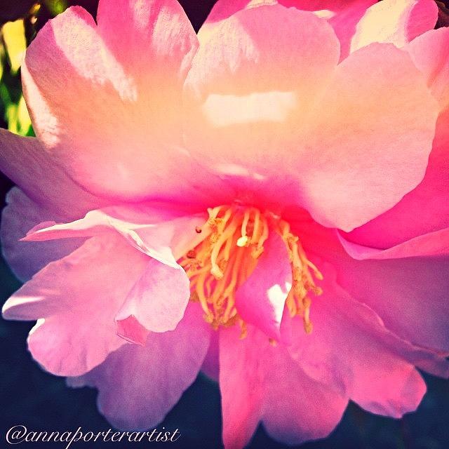 Garden Photograph - Camellia Confection by Anna Porter