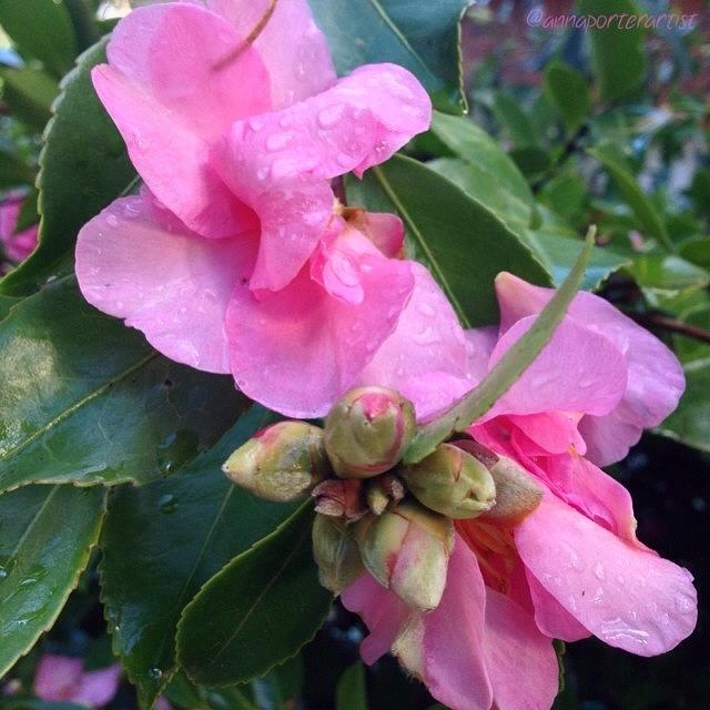 Flower Photograph - Camellia Duet In A Minor #annasgardens by Anna Porter