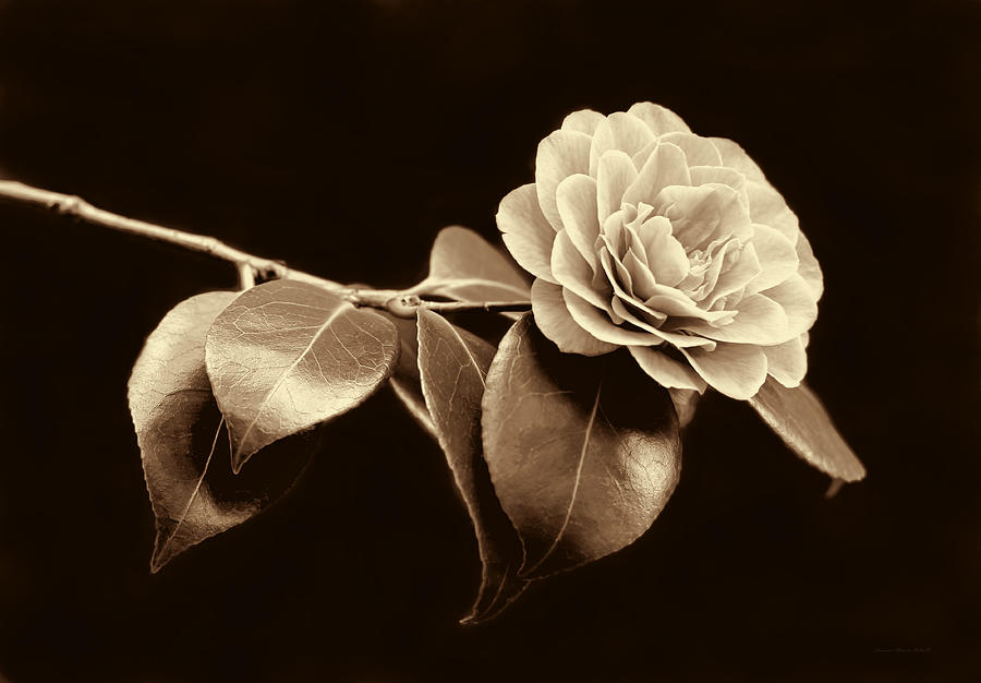 Nature Photograph - Camellia Flower in Sepia by Jennie Marie Schell