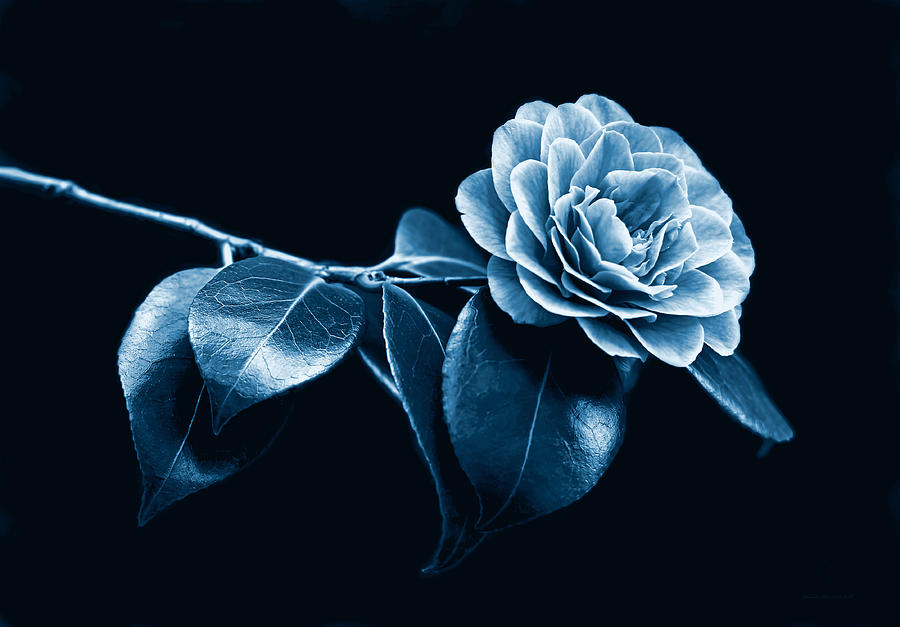 Nature Photograph - Camellia Flower Midnight Blue by Jennie Marie Schell