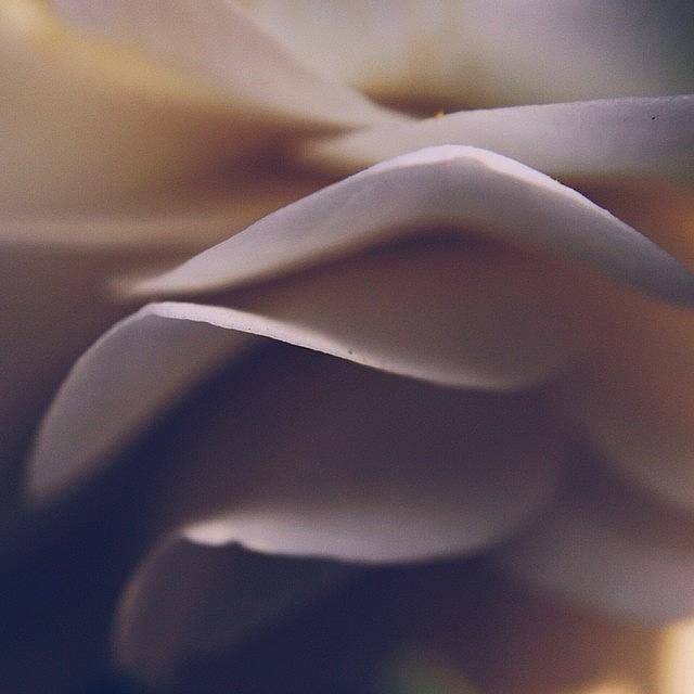 Camellia Flower Petal Macro Love Photograph by Stone Grether