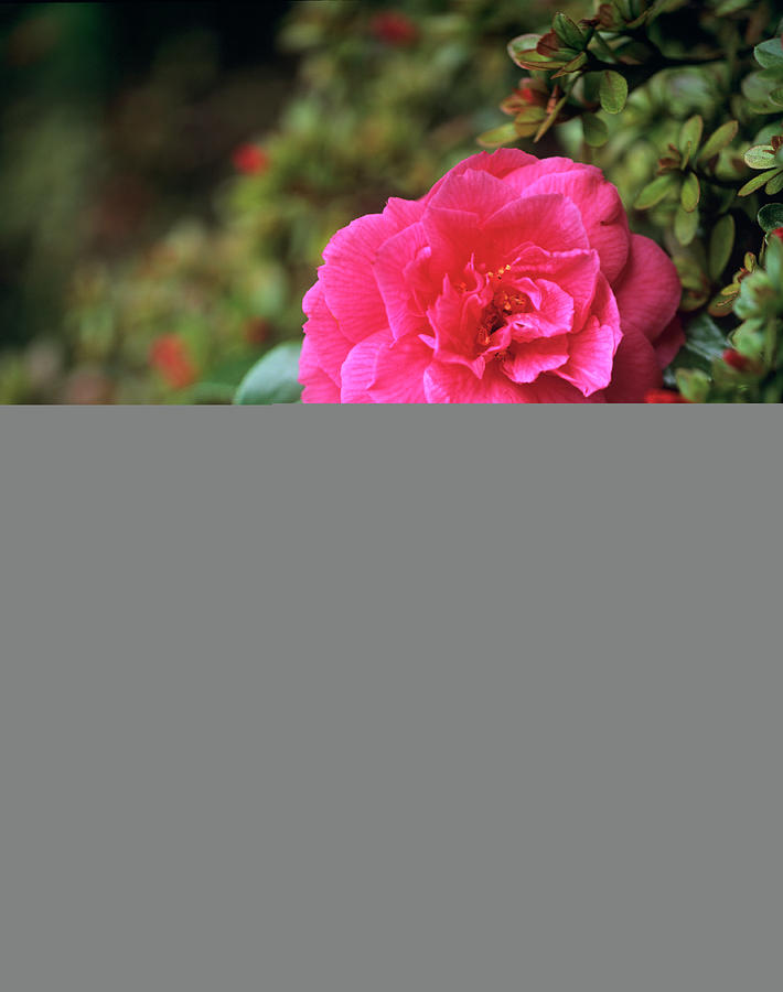 Camellia Flowers Photograph by Andy Williams/science Photo Library