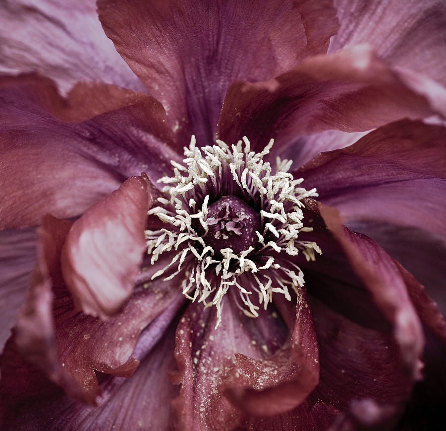Nature Photograph - Camellia by Frank Tschakert