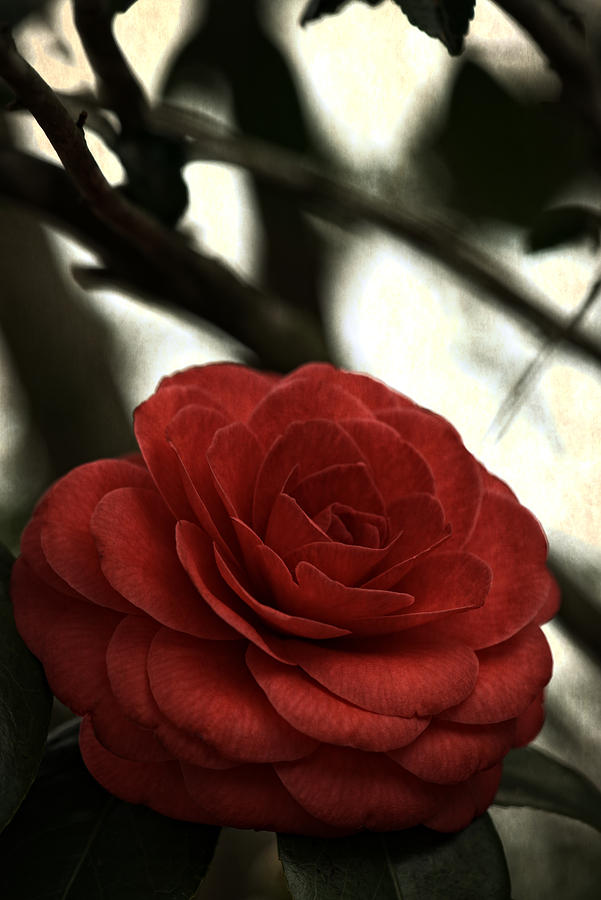 Camellia Grunge Photograph by Keith Gondron