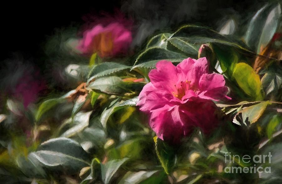 Camellia in Pink Photograph by Peggy Hughes