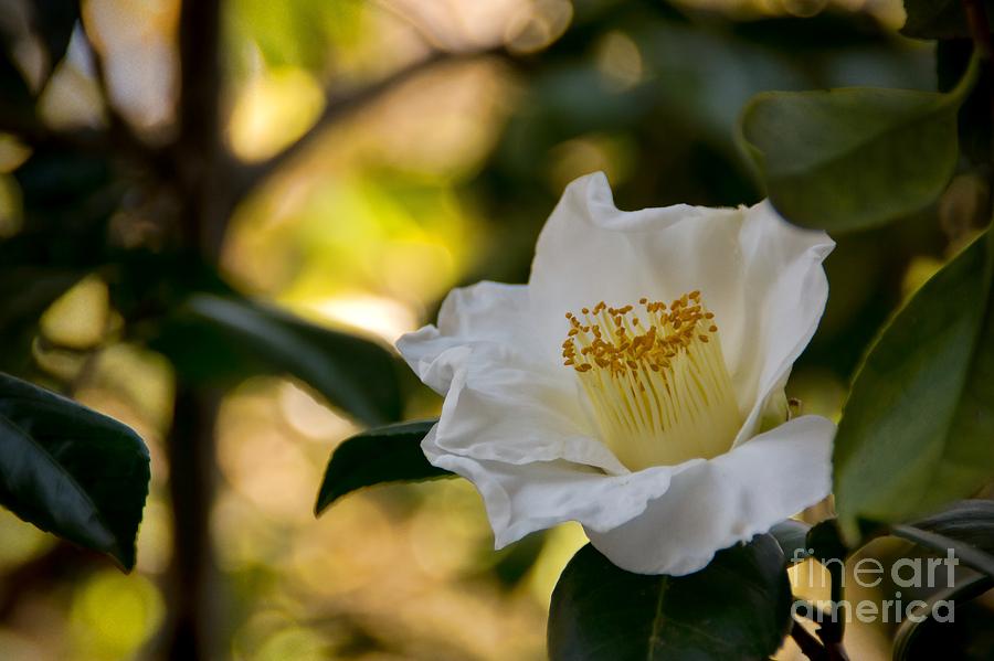 Camellia In White Photograph by Peggy Hughes