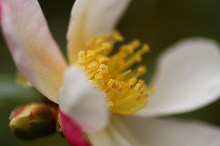 Camellia by Jacqui Collett Camellia by Jacqui Collett