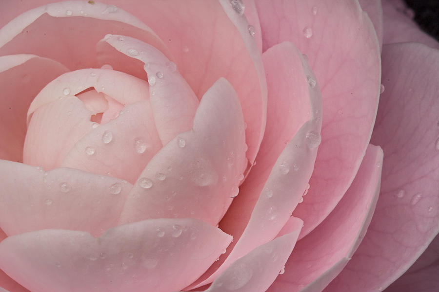 Camellia Japonica   Photograph by Justyn  Lamb