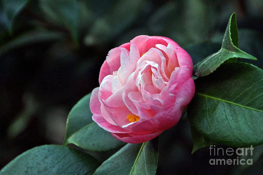 Camellia Japonica Photograph by Byron Varvarigos