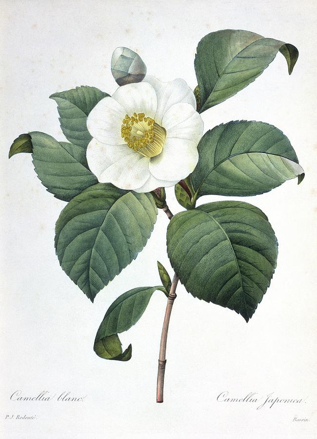Camellia Japonica Flower Photograph by Natural History Museum, London/science Photo Library