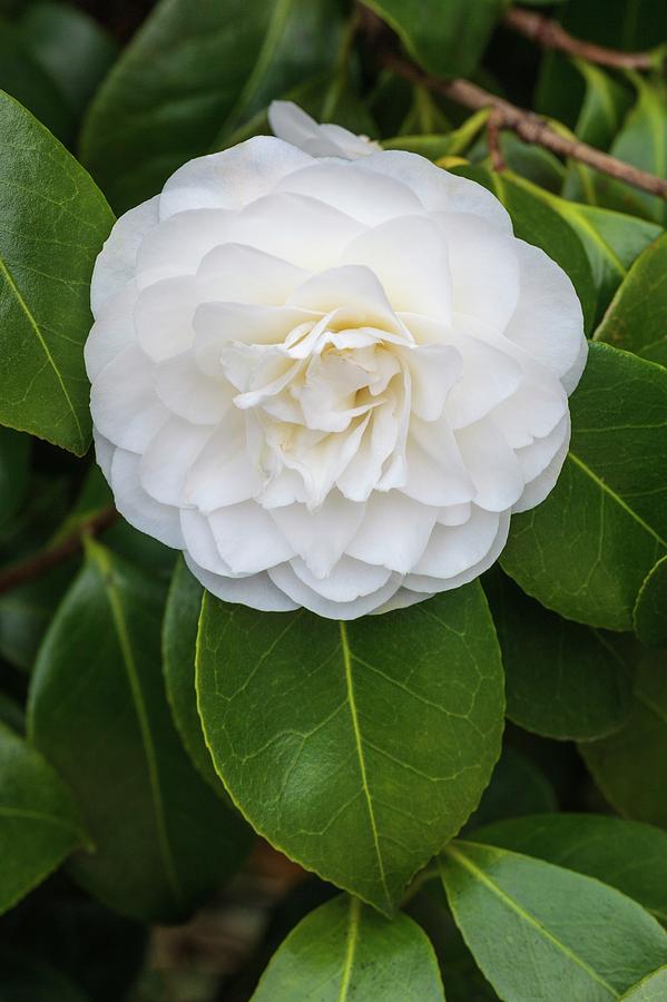 Camellia Japonica 'primavera' Photograph by Geoff Kidd - Fine Art America