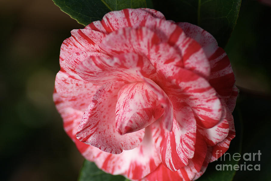 Camellia Photograph by Joy Watson