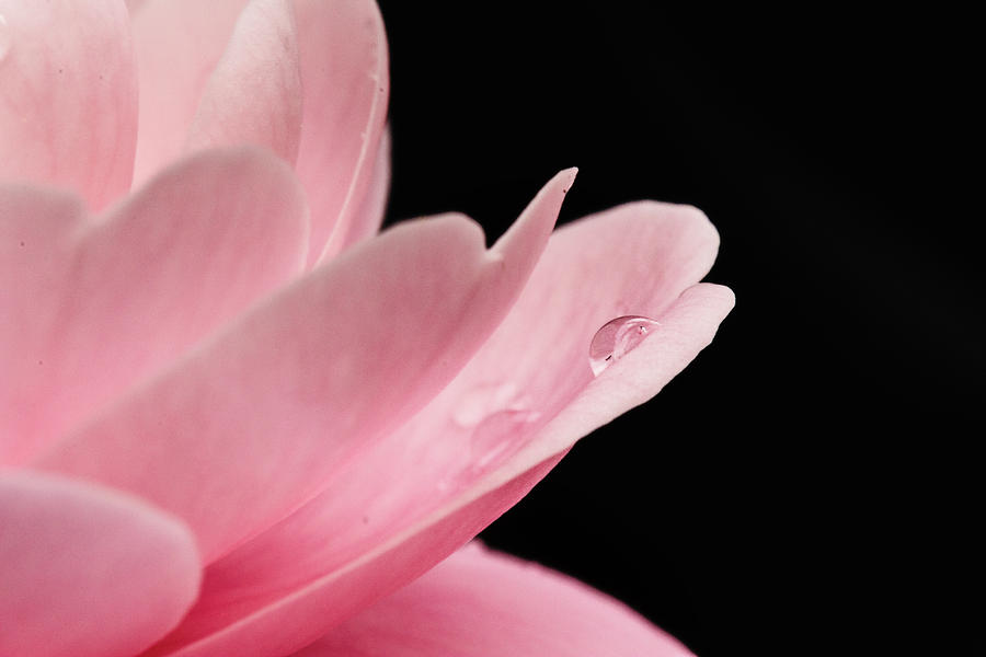 Camellia   Photograph by Justyn  Lamb