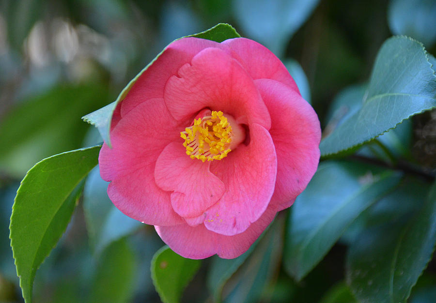 Camellia Photograph by Linda Brown
