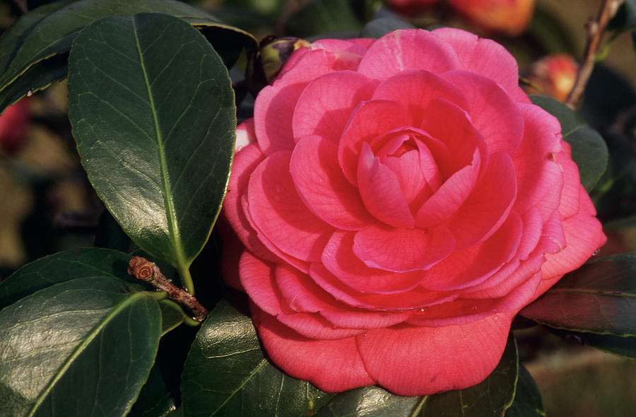 Camellia lorraine Photograph by Sally Mccrae Kuyper/science Photo Library