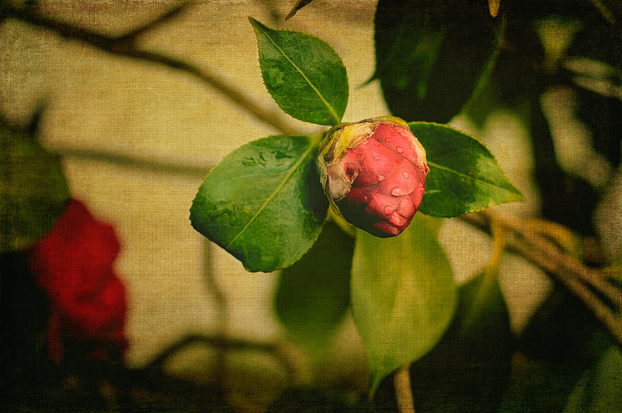 Camellia Photograph by Marco Oliveira