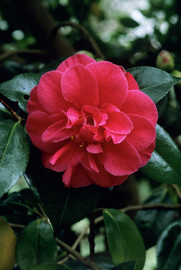 Camellia mercury Flower Photograph by Tony Wood/science Photo Library