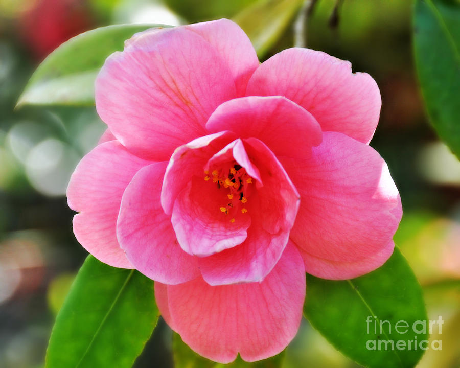 Camellia Photograph by Mindy Bench
