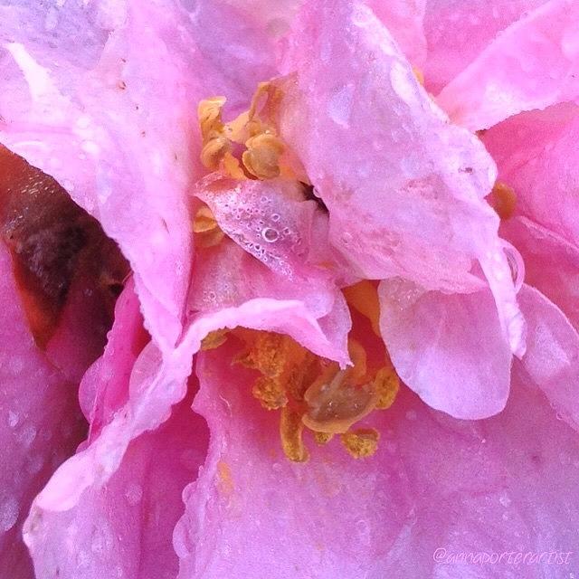 Garden Photograph - Camellia Parts by Anna Porter