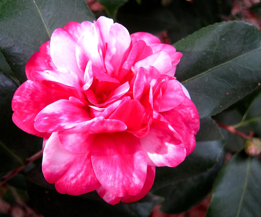 Camellia Photograph by Pat Exum