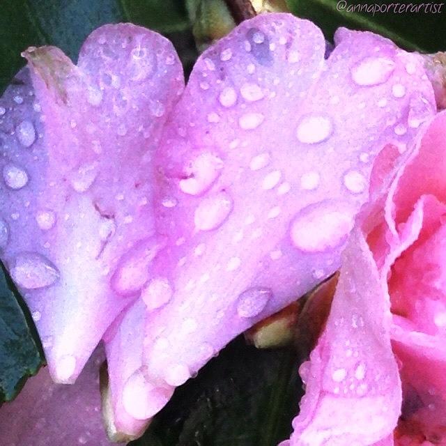 Garden Photograph - Camellia Petal With Raindrops by Anna Porter