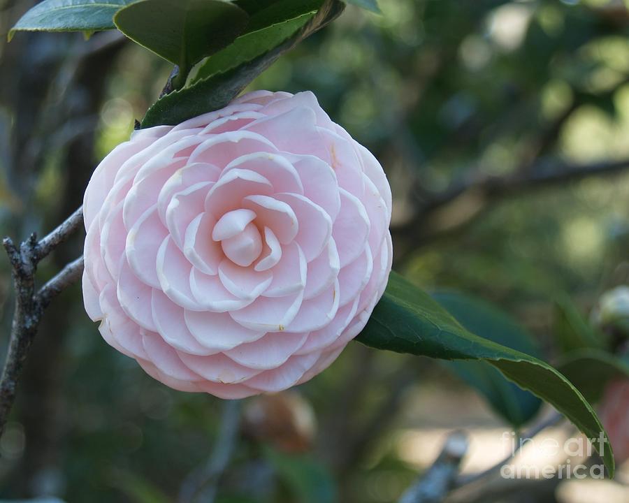 Camellia Photograph by Robin Pedrero