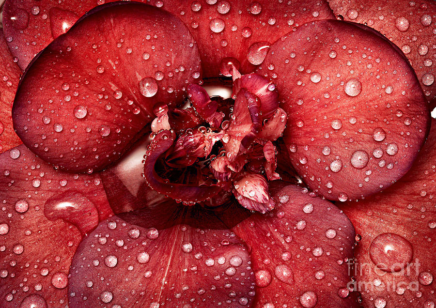 Camellia Photograph by Russell Brown