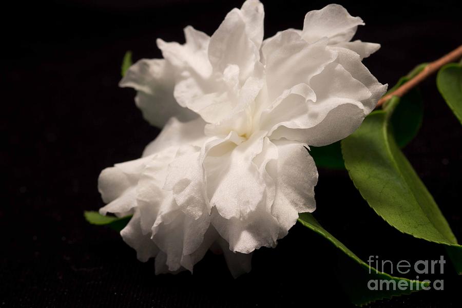Camellia Photograph by Sandra Clark