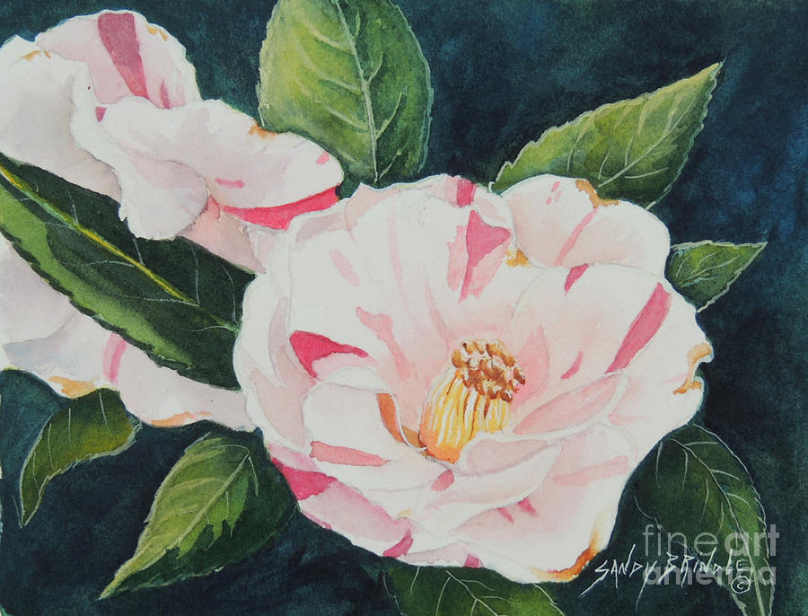 Camellia ...SOLD  Painting by Sandy Brindle