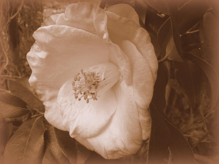 Flowers Still Life Photograph - Camellia - Sepia by Beth Vincent