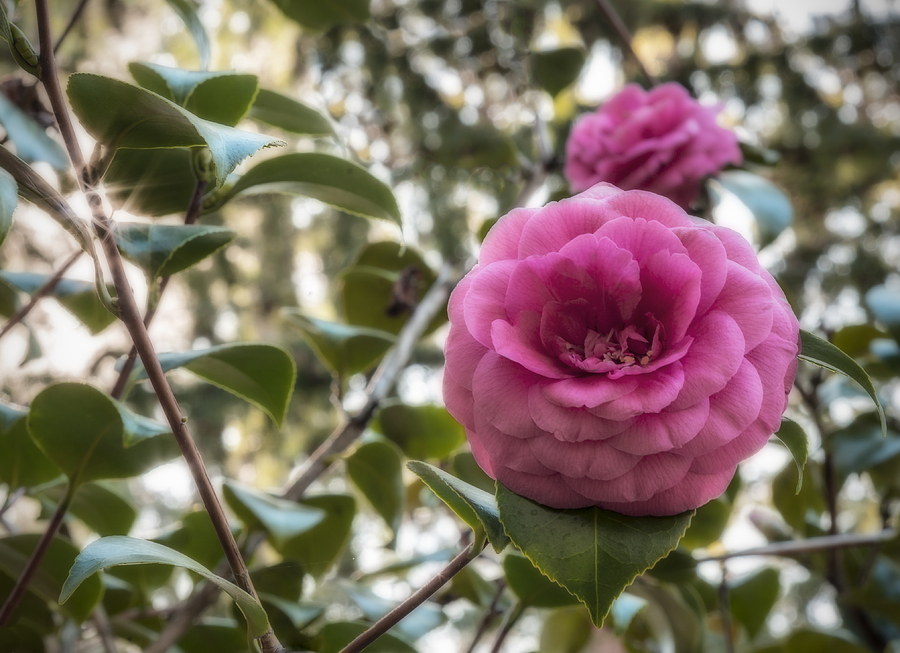 Camellia Sparkle Photograph by Loree Johnson