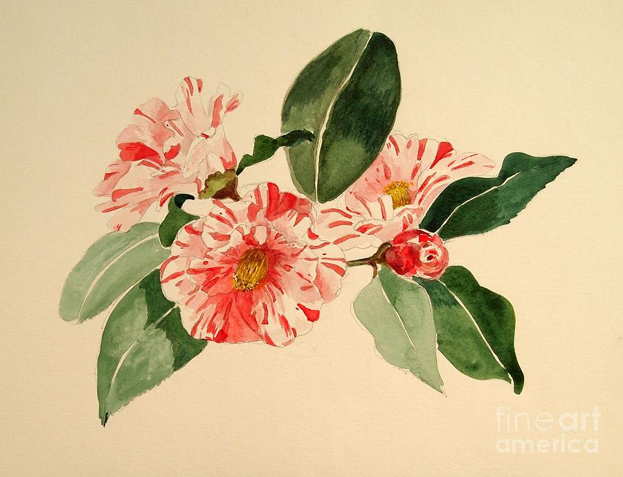 Camellia Stripe Painting by Nancy Kane Chapman