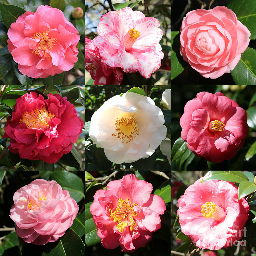 Camellia Time Collage Photograph by Carol Groenen