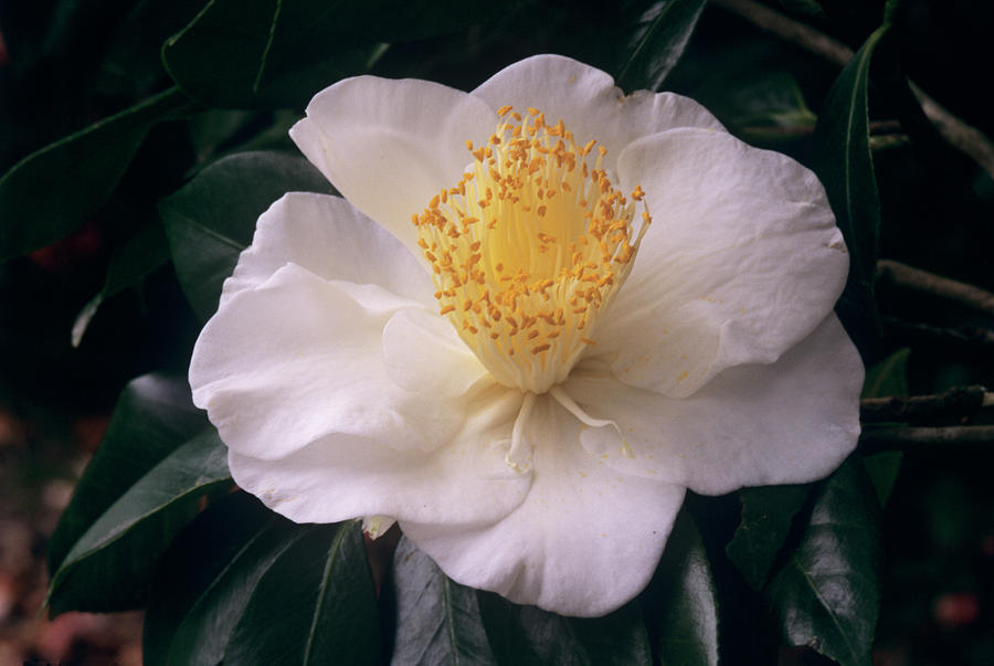 Camellia white Empress Photograph by Sally Mccrae Kuyper/science Photo Library